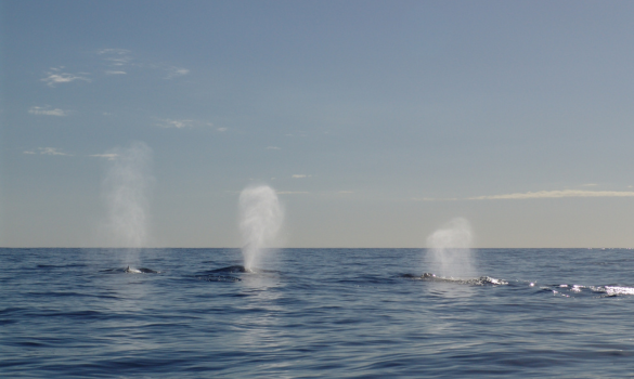 Image de trois baleines respirant à la surface de l'océan